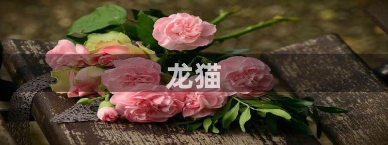 重考生歪歪漫画：龙猫